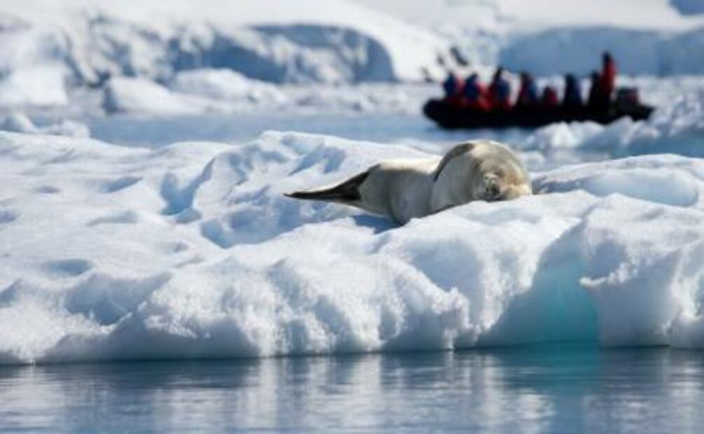 Icebergs y pingüinos: qué hacer y y cómo llegar a la Antártida