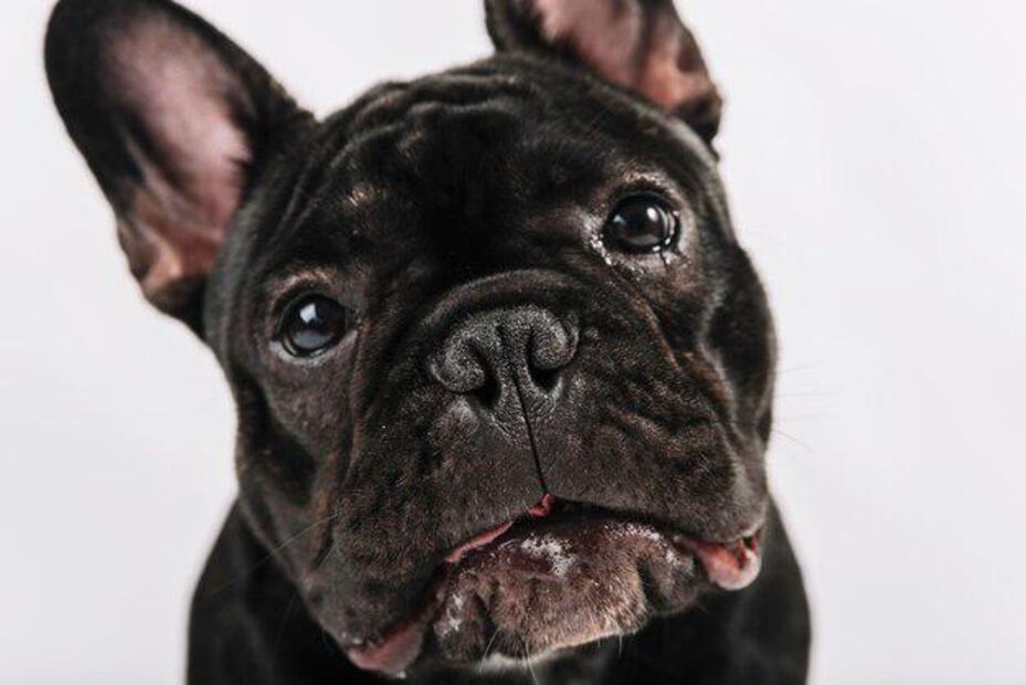 Perros con Miedo. Fuente: Freepik.