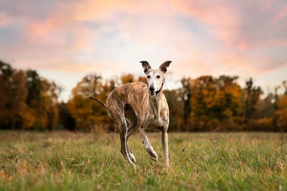 Los galgos son una de las razas más antiguas del mundo. Fuente: Freepik.