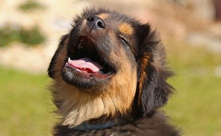 Descubre las palabras que los perros aman, según la ciencia