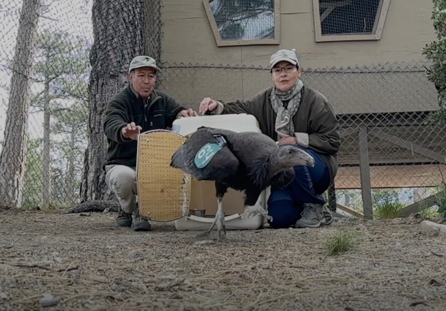 Juan Vargas y Catalina Porras liberando un pollo nacido en el Zoológico de San Diego EUA dentro de uno de los aviarios. mayo 2023. Foto: Patricio Robles Gil