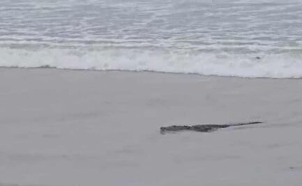 ¡Reptil a la vista! Reportan avistamiento de cocodrilo en playa Miramar en Tamaulipas