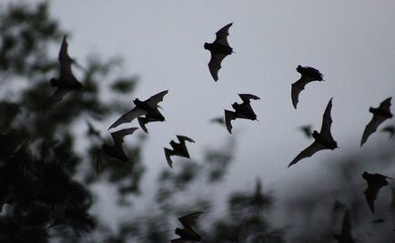 Murciélagos custodian biblioteca de "bibliófagos"