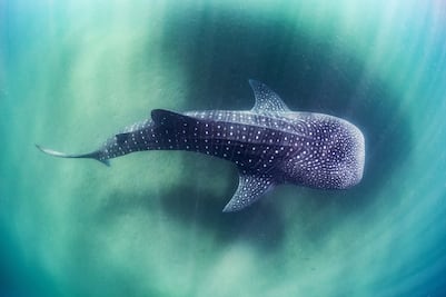Tiburón ballena: nada con el pez más grande del mundo en La Paz