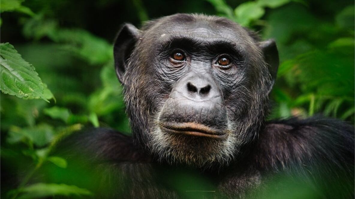 Hoy día, los chimpancés están amenazados por la deforestación y la caza. Foto: Getty Images vía BBC