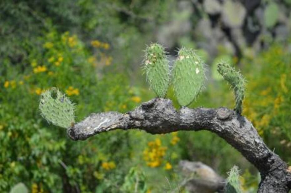 10 razones para comer nopales diario