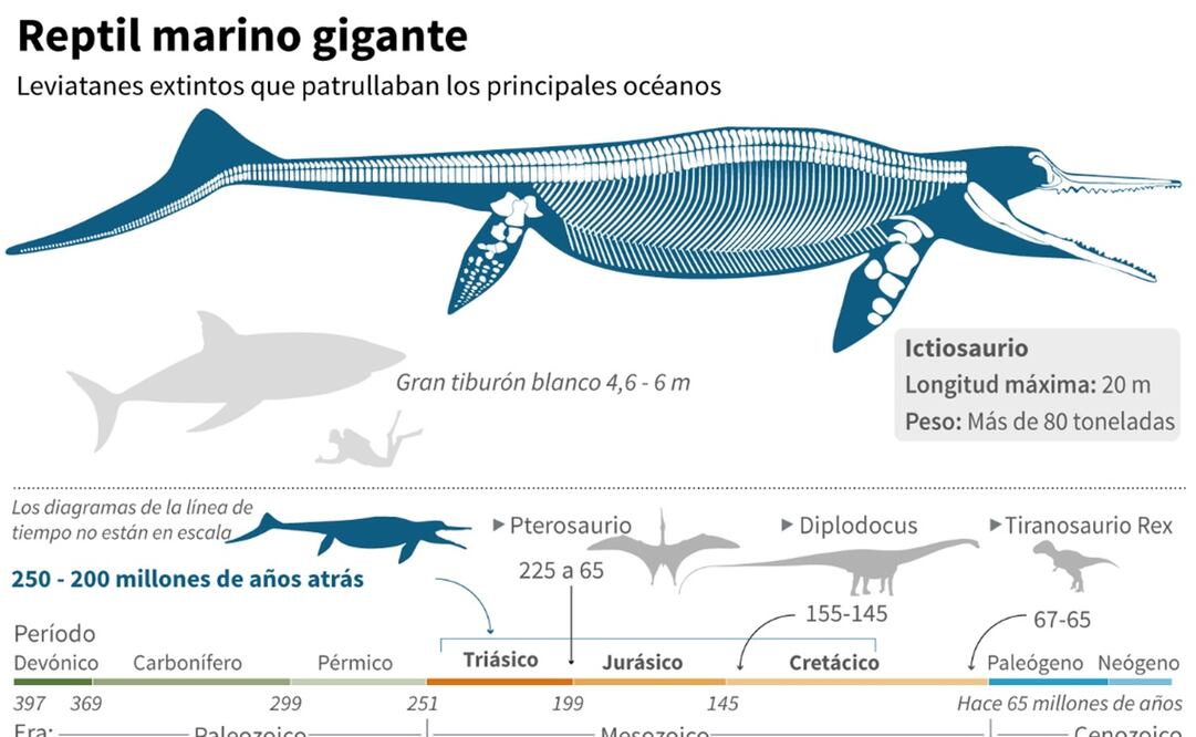 Gráfico sobre el ictiosaurio. Foto: AFP/ Archivo, El Universal 