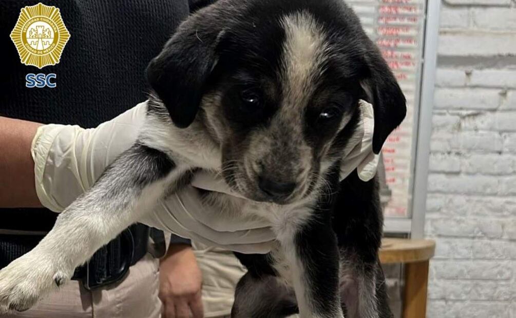 Rescatan a nueve cachorros y ocho crías de gato utilizados para solicitar donaciones en calles del Centro Histórico de la CDMX (09/07/2025). Foto: Especial