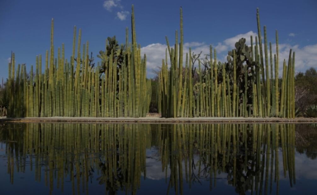 5 jardines botánicos en México para visitar esta primavera