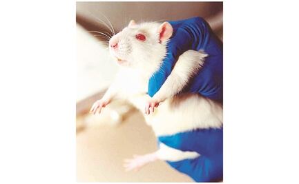 Nanopartículas inyectadas logran que ratas ciegas recuperen la vista 