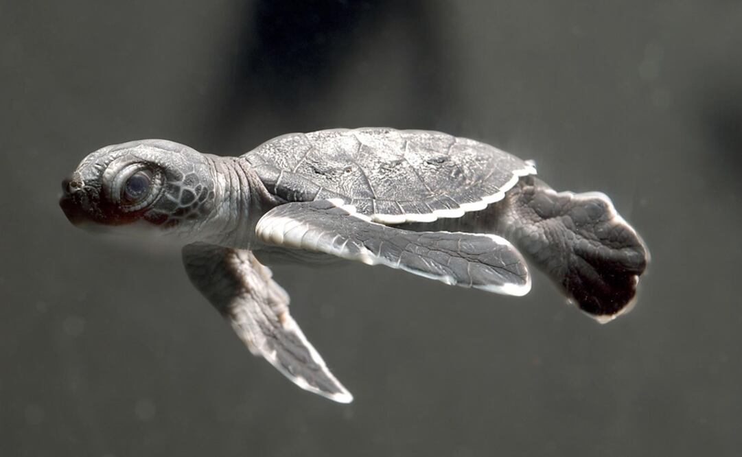 Several organizations around the globe are working to help turtles survive - Photo: Courtesy of Sea World, San Diego