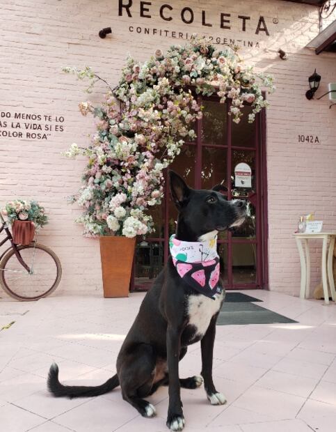 Guadalajara pet-friendly: hoteles y restaurantes para viajar con tu perro