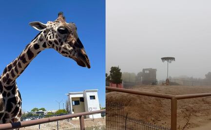 Tras denuncia de maltrato, Profepa asegura a la Jirafa “Benito” de Ciudad Juárez