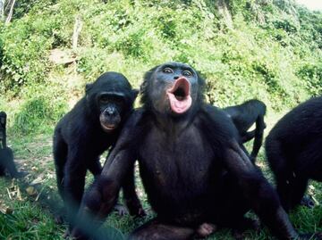 Los Chimpancés y bonobos tuvieron sexo