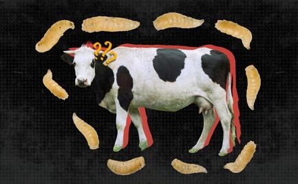 Gusano barrenador de ganado; el milimétrico enemigo de agropecuarios, México y EU