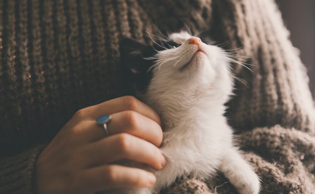 Toma en cuenta que las bajas temperaturas pueden traer consigo amenazas para la salud y el bienestar de tu gato. Foto: Canva