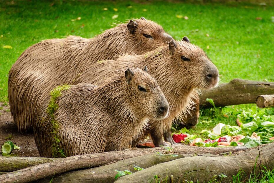 Aprende sobre los capibaras en el Zoológico de San Juan de Aragón. Foto: Pexels