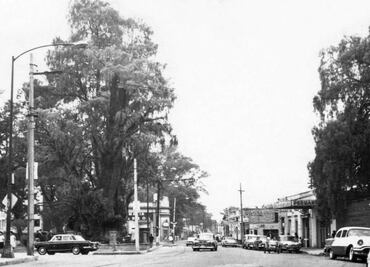La colonia del árbol de la noche triste y del antiguo colegio militar