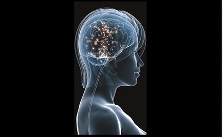 El cerebro femenino tiene más actividad que el masculino