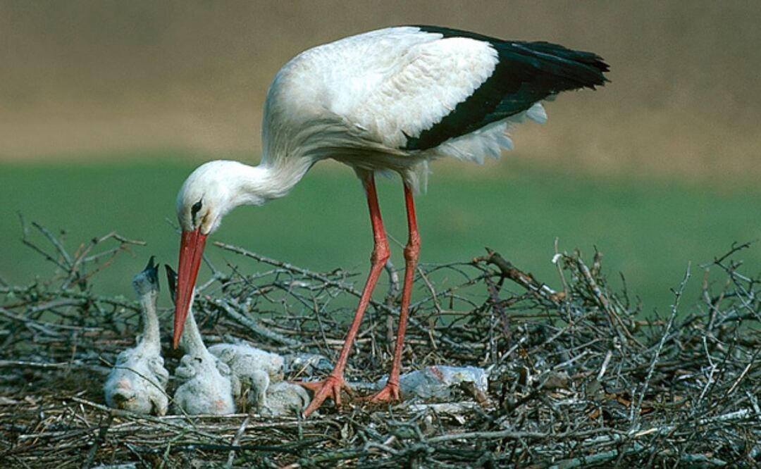 Nuevos análisis ante la aparición de un numeroso grupo de cigüeñas halladas muertas en el río Manzanares" a la altura del municipio de Getafe. Fuente: Freepik.