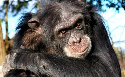"Frodo", el chimpancé que raptó a una niña y se la comió