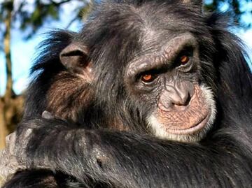 "Frodo", el chimpancé que raptó a una niña y se la comió