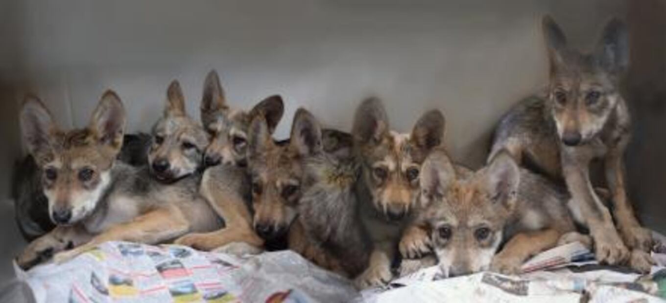 Nacen siete crías de Lobo Mexicano en el zoológico Los Coyotes