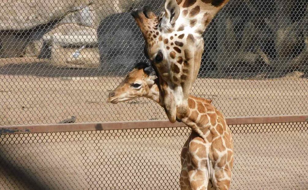 Conoce a Jabari, la nueva cría jirafa del Zoológico de Chapultepec (29/05/2025). Foto: Especial