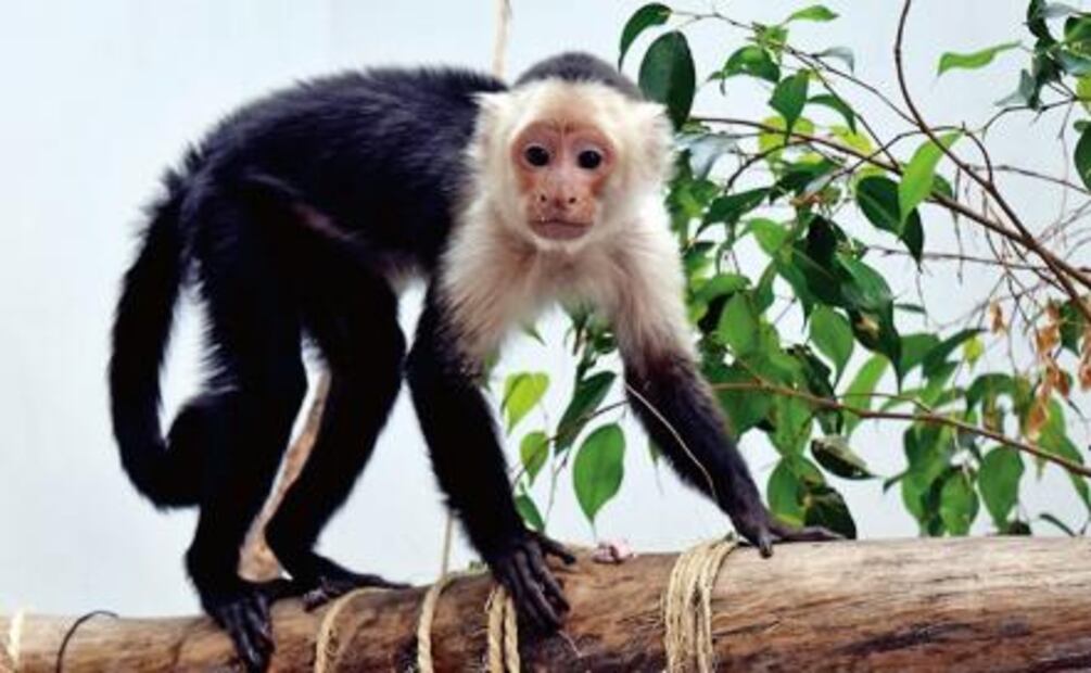 El mono capuchino, la martucha y el cacomixtle; los animales que andaban sueltos por la CDMX