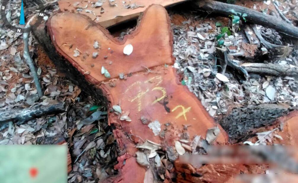 Profepa halla aprovechamiento forestal en la Reserva de la Biosfera de Calakmul. Foto: Especial