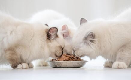 ¿Qué tan saludable es la comida húmeda para los gatos?; la respuesta de una veterinaria