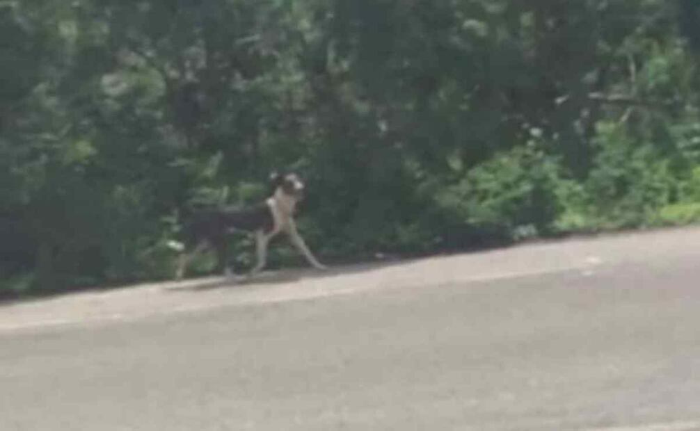 Abandono de un perrito en calles de Mérida. Foto: Especial