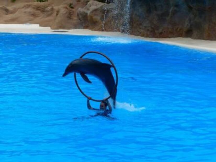 7 razones para no visitar un delfinario