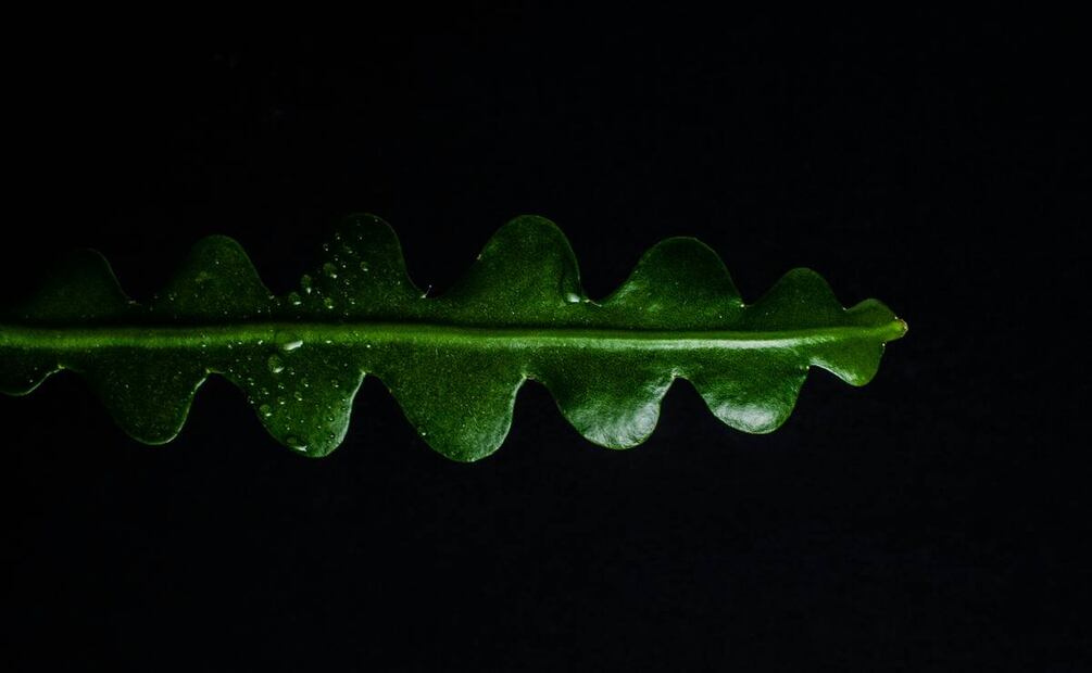 Beneficios de la arúgula. Foto: Unsplash
