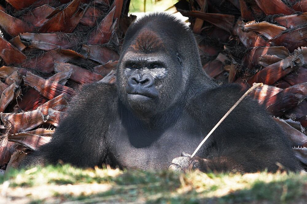 Amenazan a presidenta de ONG tras muerte de Bantú