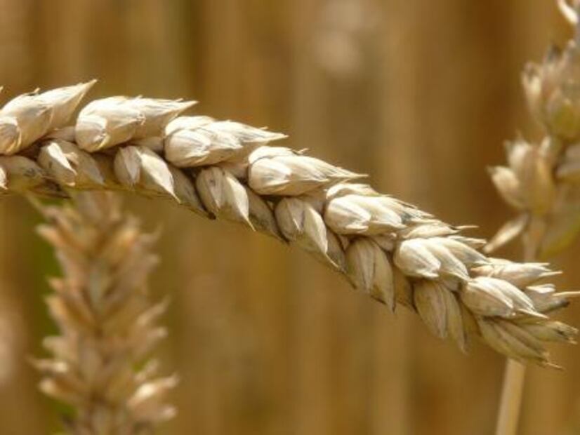 7 alimentos que eliminan el estreñimiento