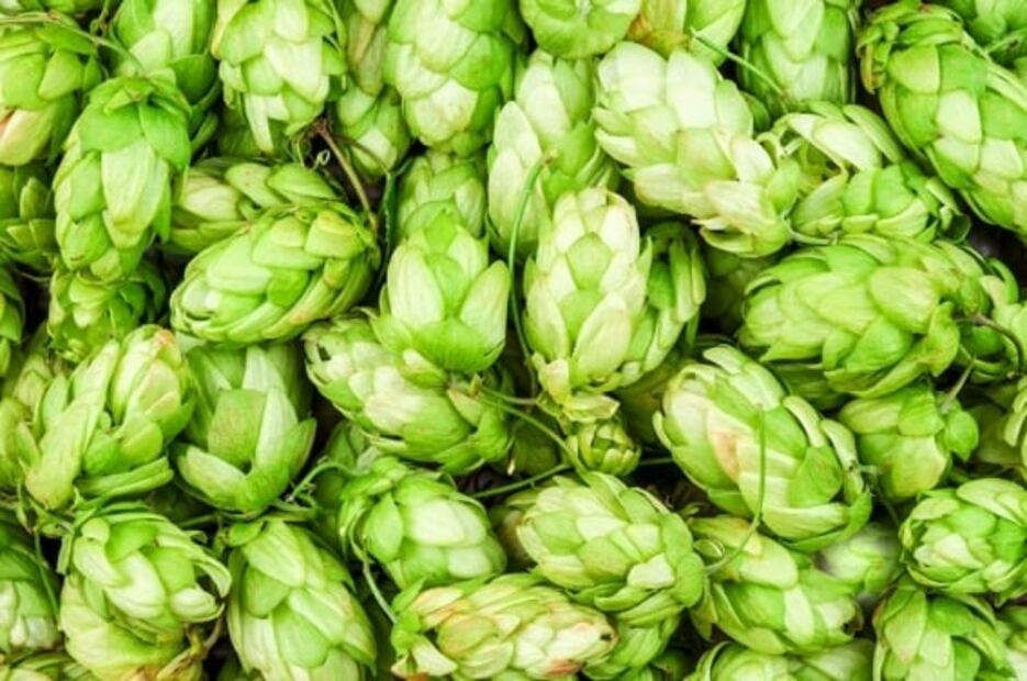 Lúpulo, el secreto de una buena cerveza