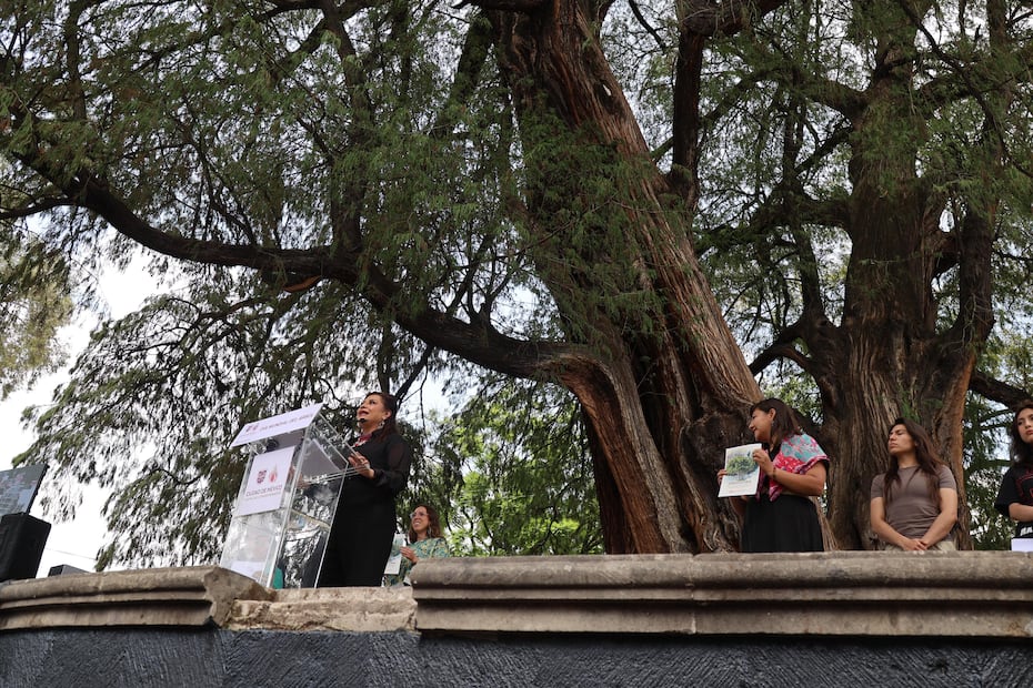En el marco del Día Mundial del Árbol, la jefa de Gobierno de la CDMX, Clara Brugada, nombró “árbol patrimonial” al viejo ahuehuete de Santa Catarina Azcapotzalco y a otros 12 ejemplares de la CDMX. (Foto: Fernando Zamora/ EL UNIVERSAL)