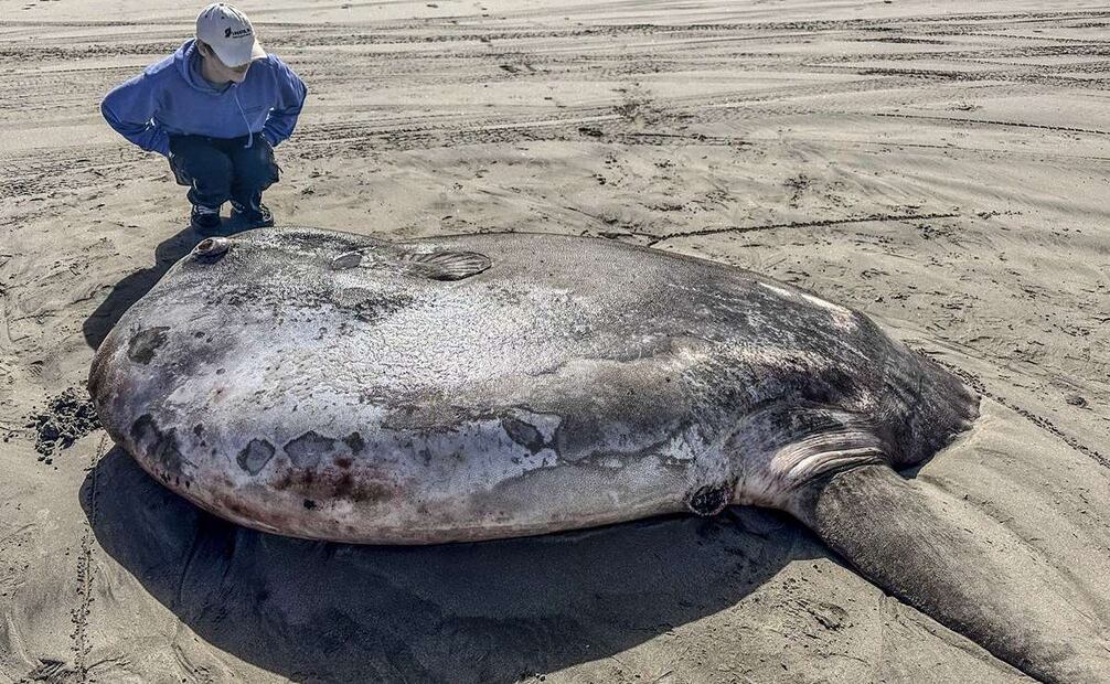Esta imagen proporcionada por el Seaside Aquarium muestra un pez luna embaucador que llegó a la costa el 3 de junio de 2024, en una playa de Gearhart, Oregón. Foto: AP
