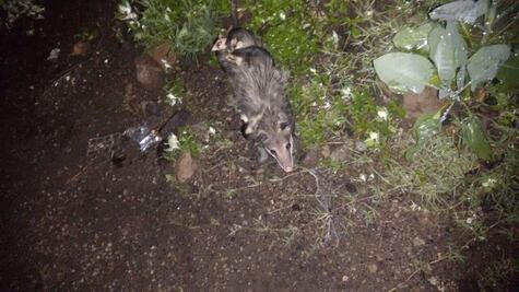 La zarigüeya “Cuca” regresa a su hábitat en Cuemanco