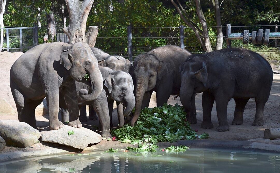 Los hallazgos apoyan las teorías que sugieren que los elefantes podrían usar las vibraciones del suelo. (FOTO: Especial)