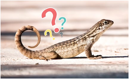 ¿Qué significa la presencia de lagartijas en tu hogar? Conoce los motivos de su visita