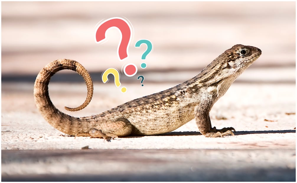 ¿Qué significa la presencia de lagartijas en tu hogar? En el plano espiritual, ver una lagartija puede ser una señal para dejar atrás lo que ya no sirve y adaptarse a nuevos desafíos. Foto: Canva