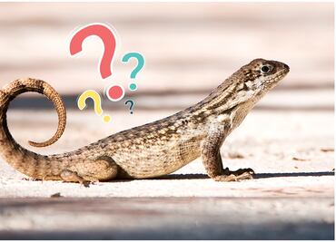 ¿Qué significa la presencia de lagartijas en tu hogar? Conoce los motivos de su visita