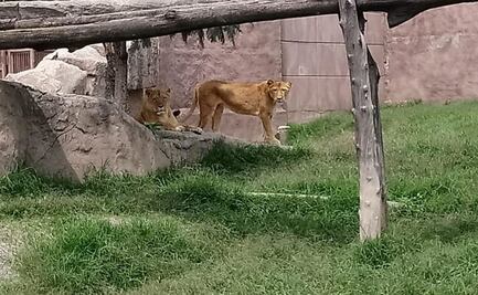 Muerte de leona en Zoológico de Aragón no fue por Covid, aclaran
