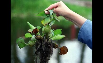 IPN students create hi-tech water lily collector