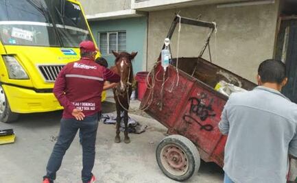 Ecatepec prohíbe el empleo de animales para recolección y traslado de residuos sólidos