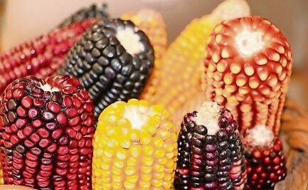 Diputados declaran constitucionalidad de reforma que protege los maíces nativos; establece que México es centro de origen y diversidad del maíz