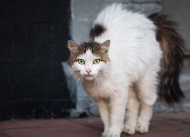 ¿Qué se debe hacer si a tu gato se le nota la columna?; etóloga responde