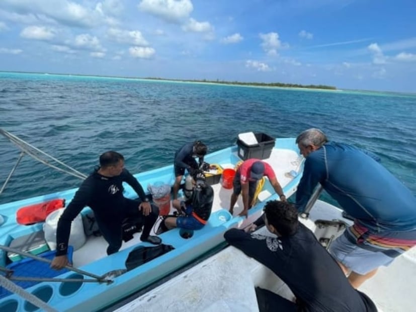 Con biotecnología, por primera vez, hacen restauración en arrecife de Cozumel